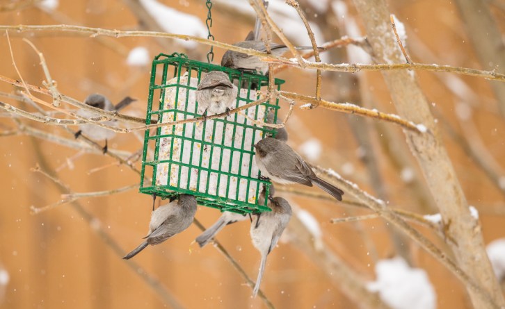Descent Upon the Suet!