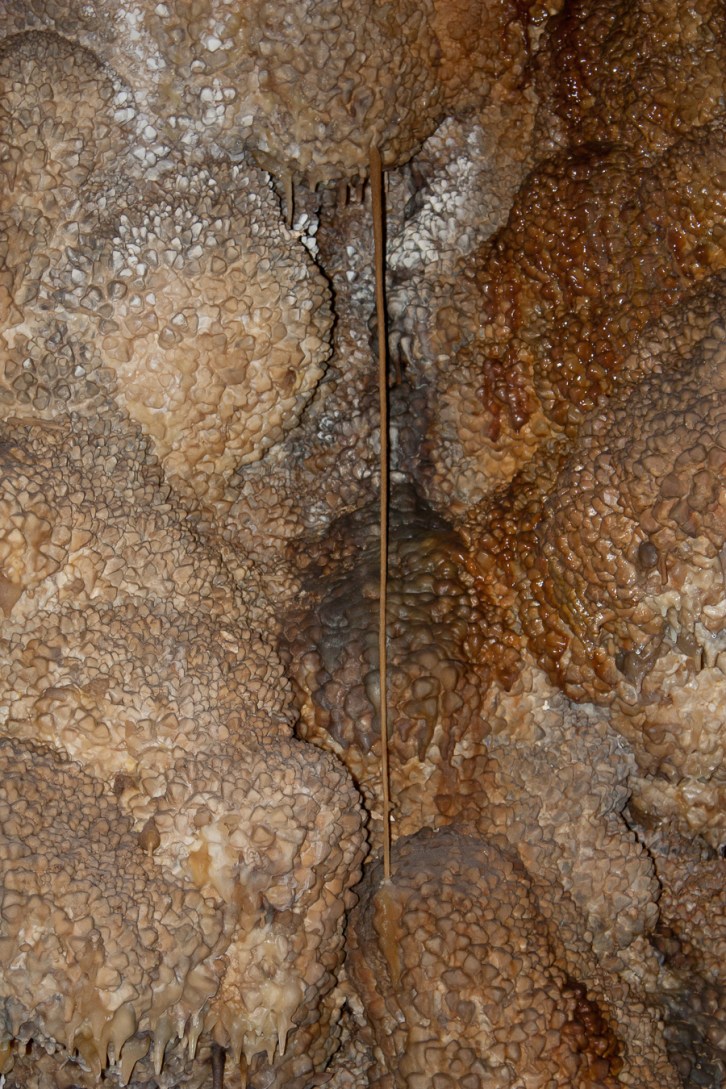 Tall, thin Cave Straw stretching in front of a Dog's Tooth wall.