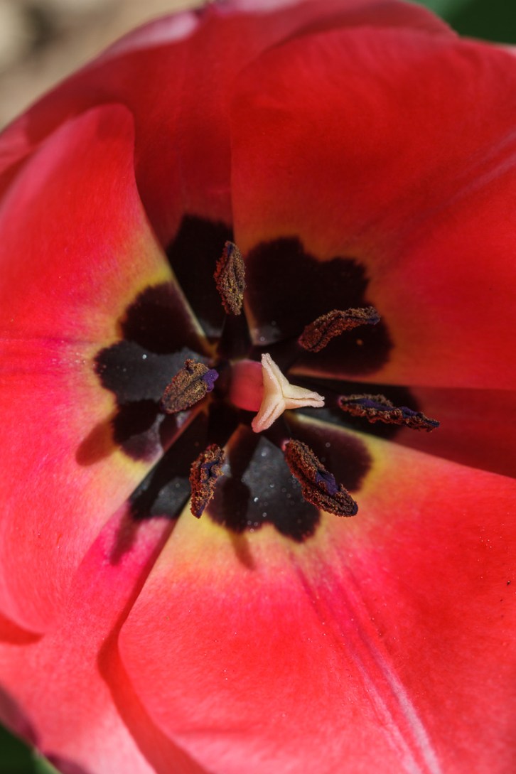 Backyard Florals Vertical-1