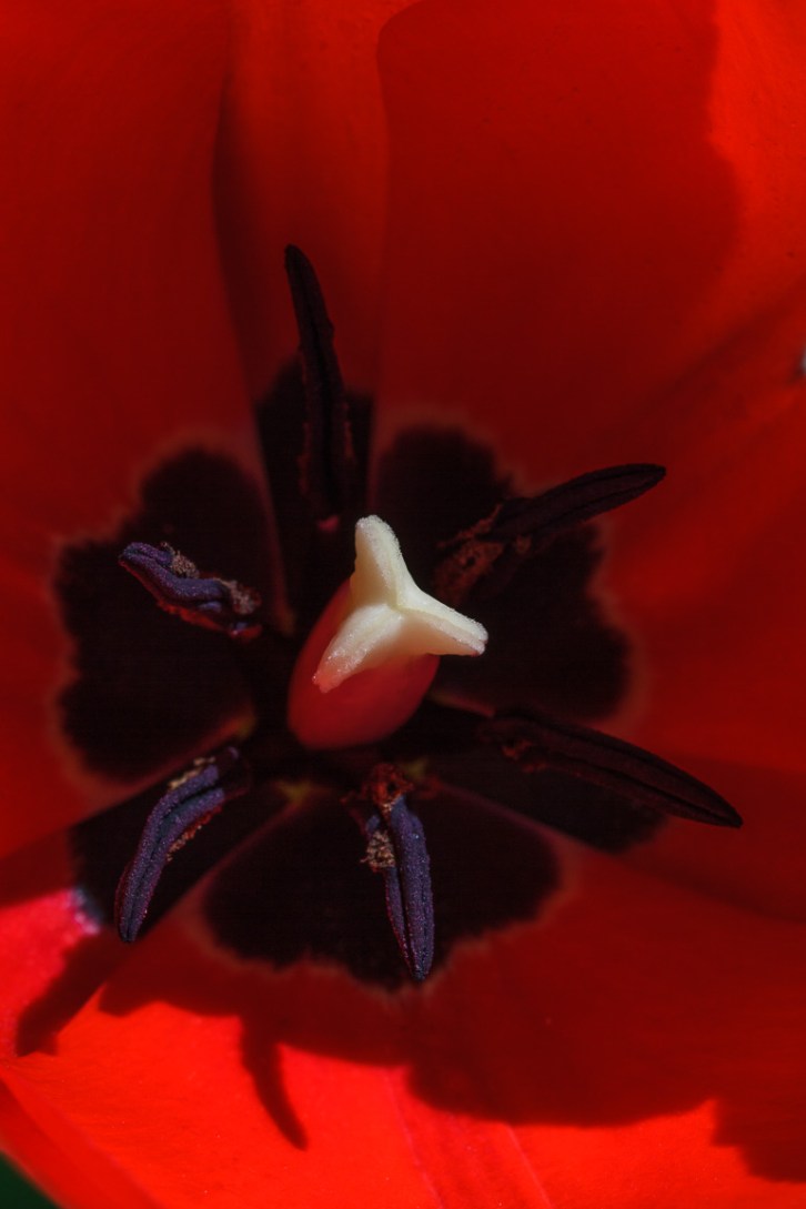 Backyard Florals Vertical-2