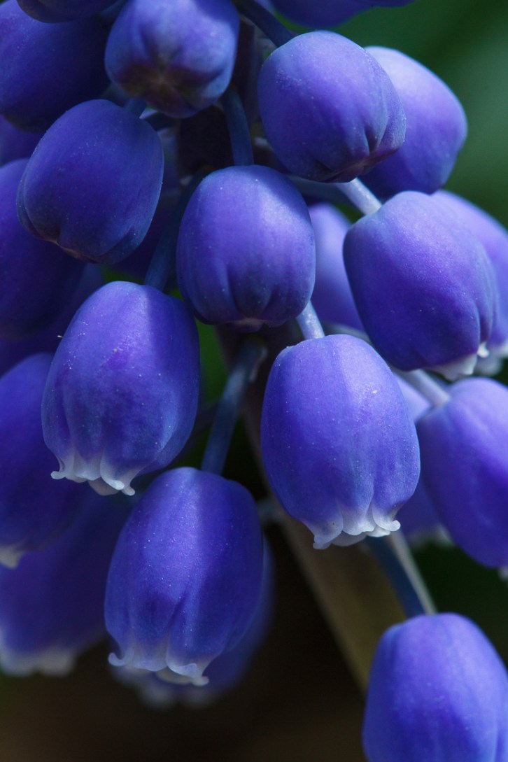 Backyard Florals Vertical-4