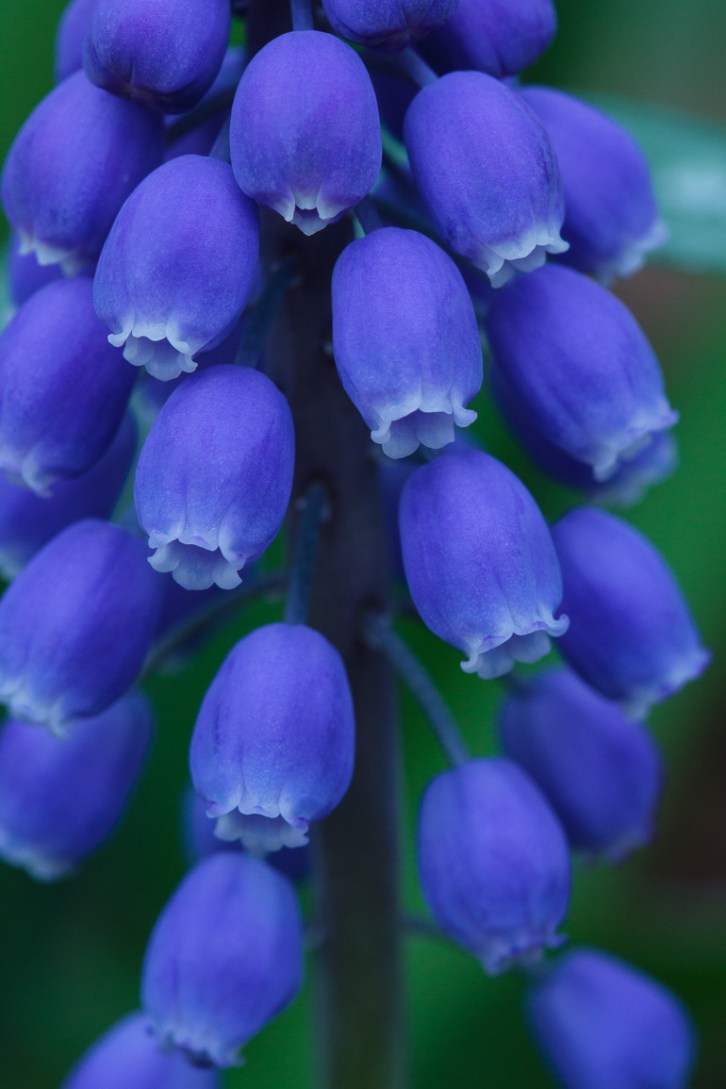 Backyard Florals Vertical-5