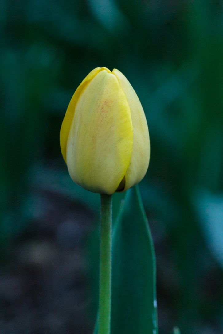 Backyard Florals Vertical-6