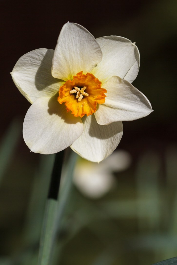 Backyard Florals Vertical-7