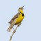 Western Meadowlark