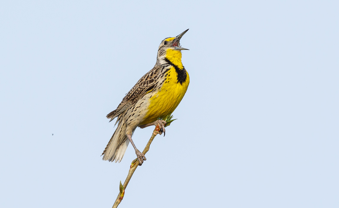 Western Meadowlark