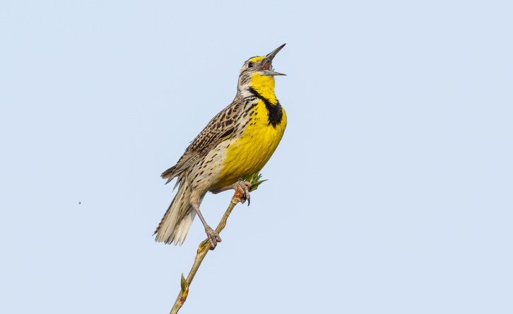 Western Meadowlark
