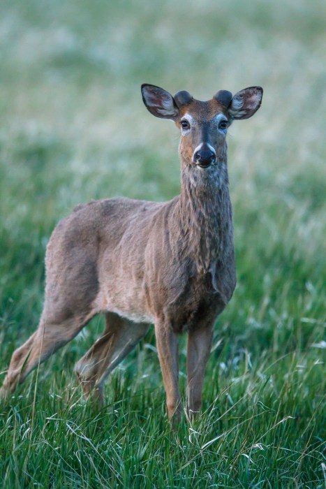 White-tailed Deer