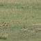Baby Black-tailed Prairie Dogs