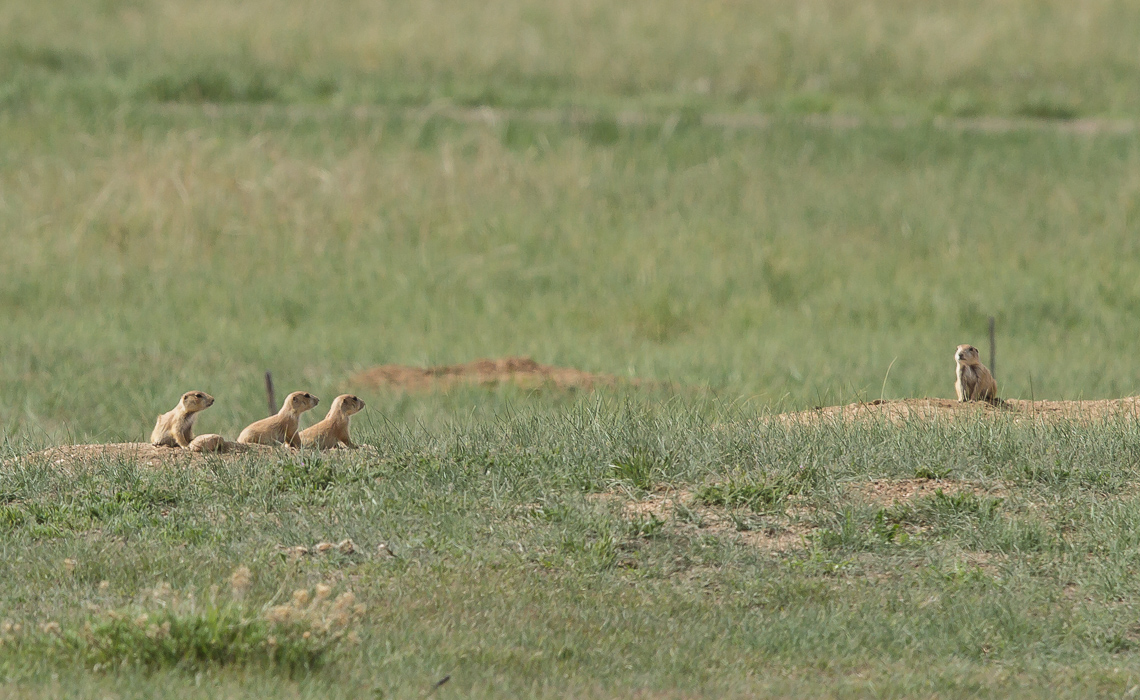 Baby Black-tailed Prairie Dogs