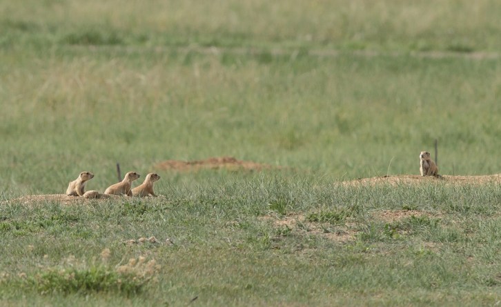 Baby Black-tailed Prairie Dogs