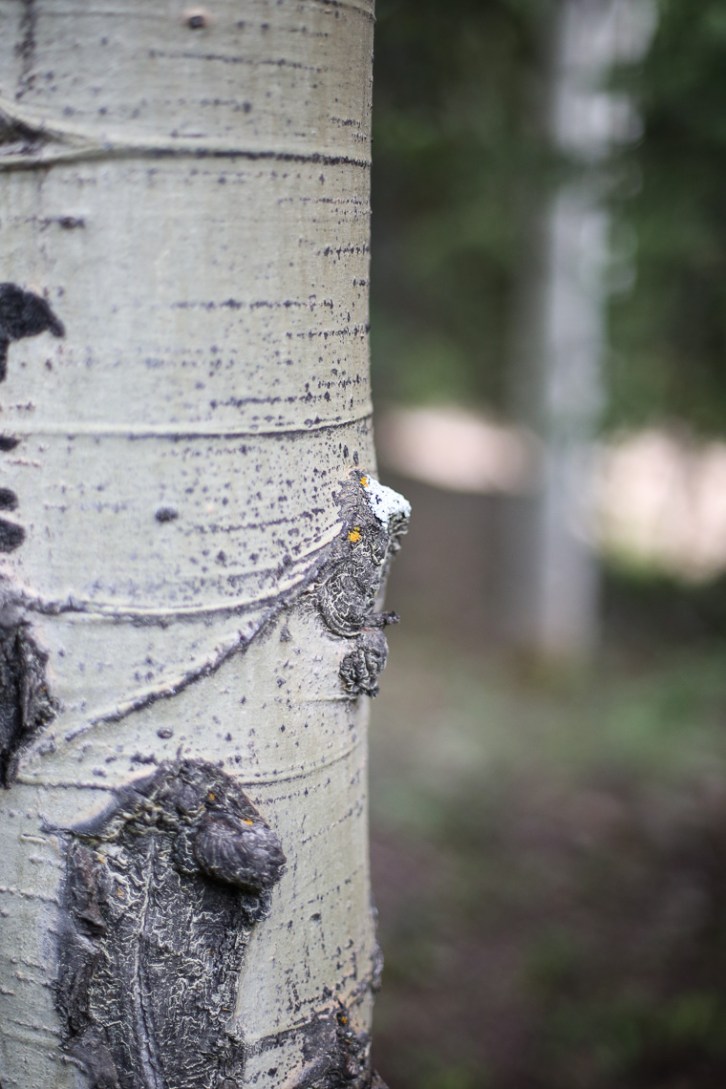 50mm Forest Landscape Boke-1