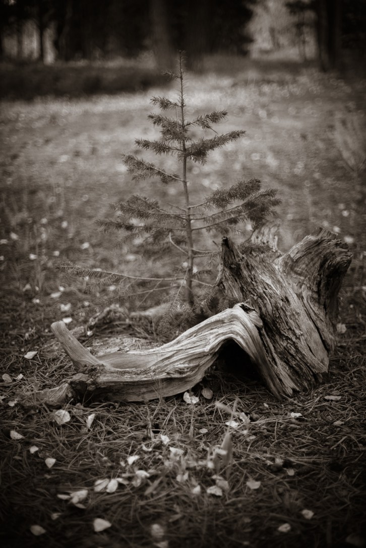 The Picnick Grove at Bar-K (Tall)-2