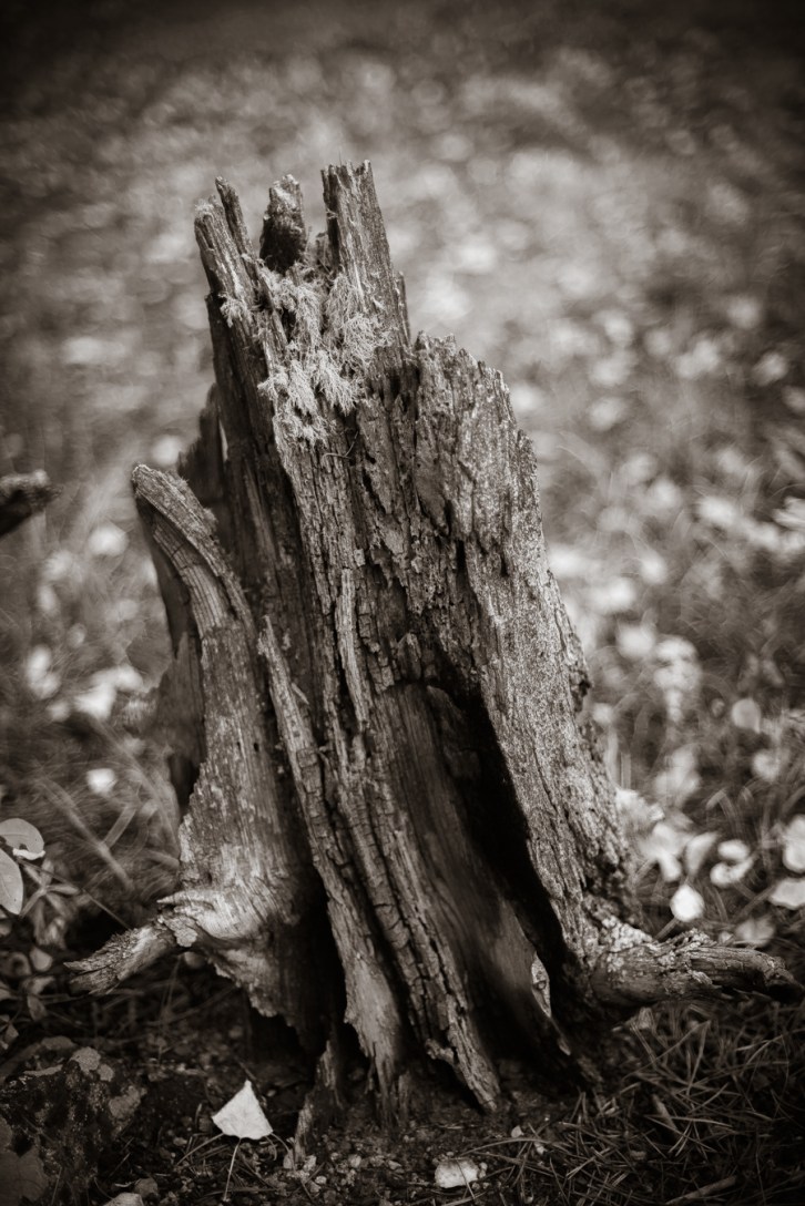 The Picnick Grove at Bar-K (Tall)-3