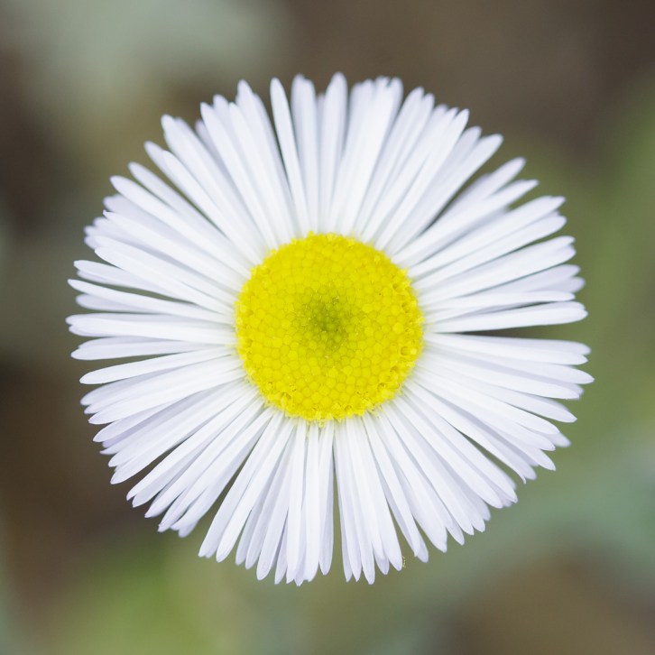 Deep Floral Macros-6