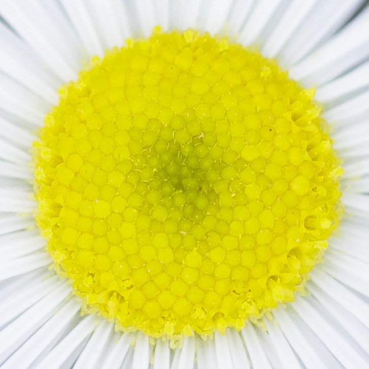 Deep Floral Macros-7