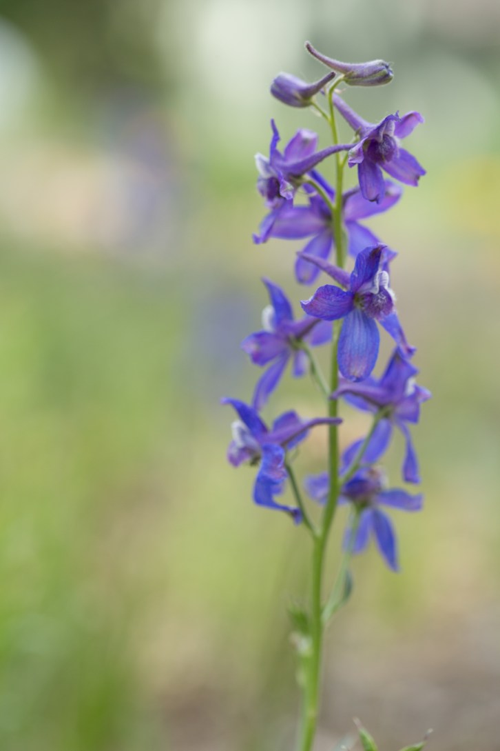 Mountain Flowers Tall-1