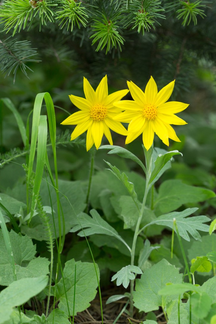 Mountain Flowers Tall-2