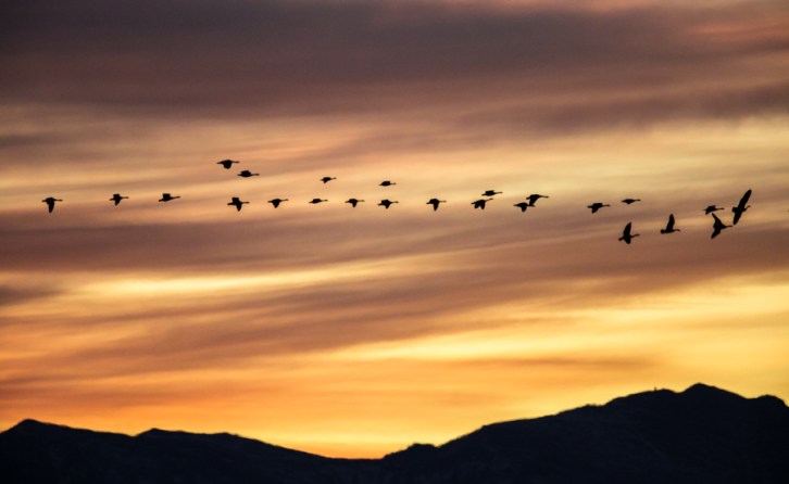 Flight of the Sunset Geese