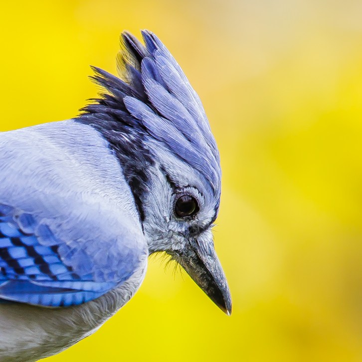Blue Jay Portrait - With Crest