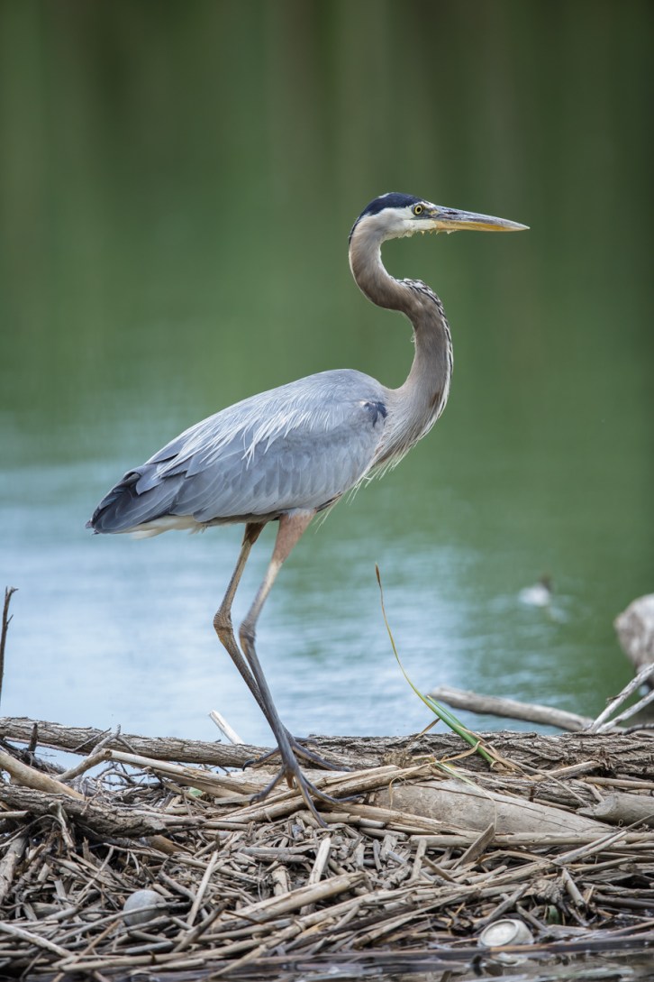 Great Blue Heron on Dam-1
