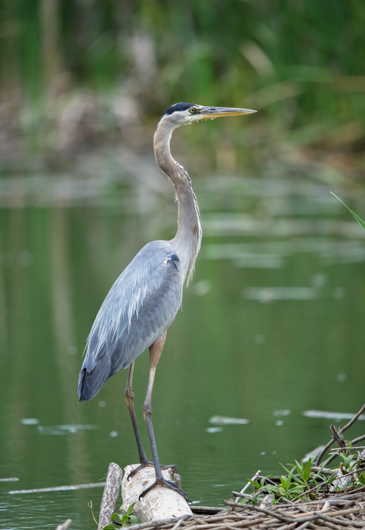 Great Blue Heron on Dam-2