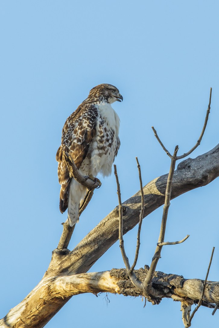Red Tailed Hawk Perching Comfortably - Tall-1
