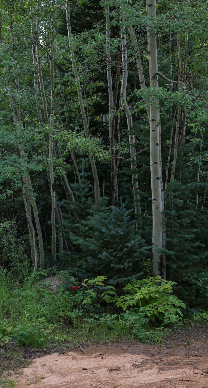 Hall Valley and the North Fork South Platte - Aspen Stand