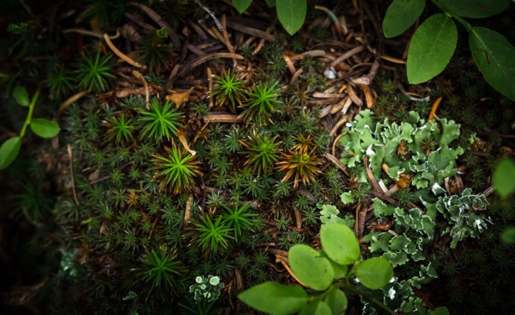 Hall Valley and the North Fork South Platte - Gallery Forest Floor-1