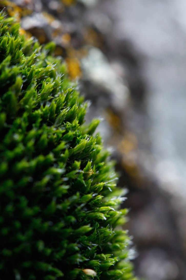 Hall Valley and the North Fork South Platte - Gallery Macro Tall-1