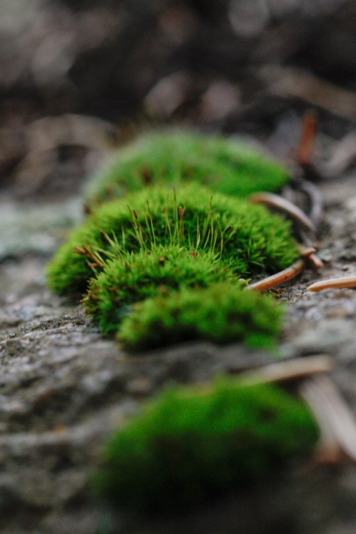 Hall Valley and the North Fork South Platte - Gallery Macro Tall-2