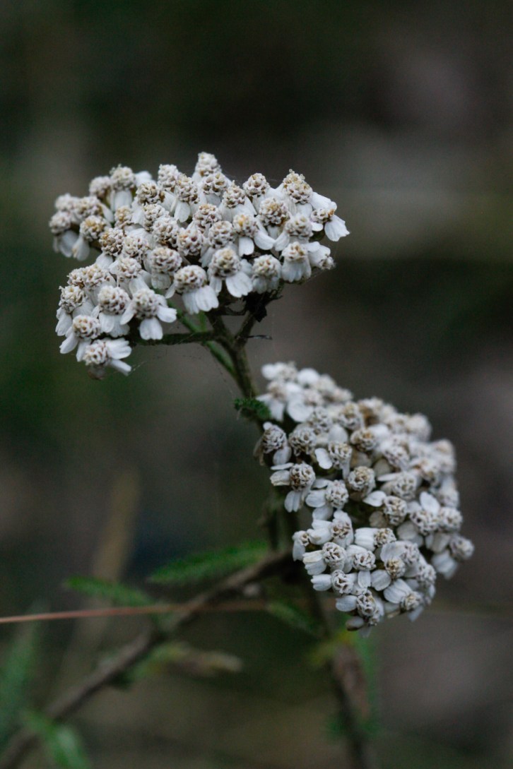 Hall Valley and the North Fork South Platte - Gallery Macro Tall-3
