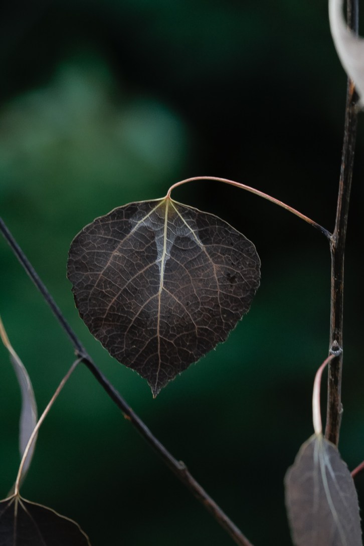 Hall Valley and the North Fork South Platte - Gallery Macro Tall-4