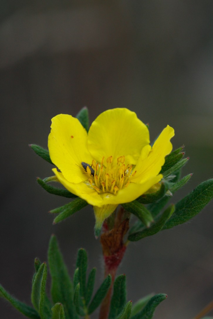 Hall Valley and the North Fork South Platte - Gallery Macro Tall-5