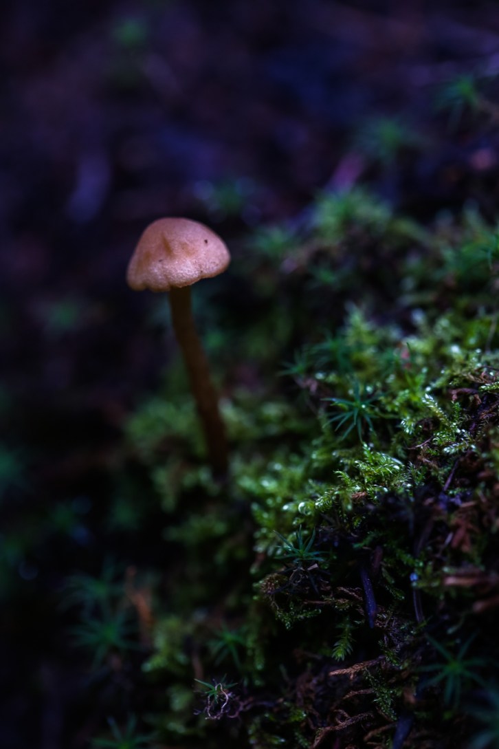 Hall Valley and the North Fork South Platte - Gallery Macro Tall-6