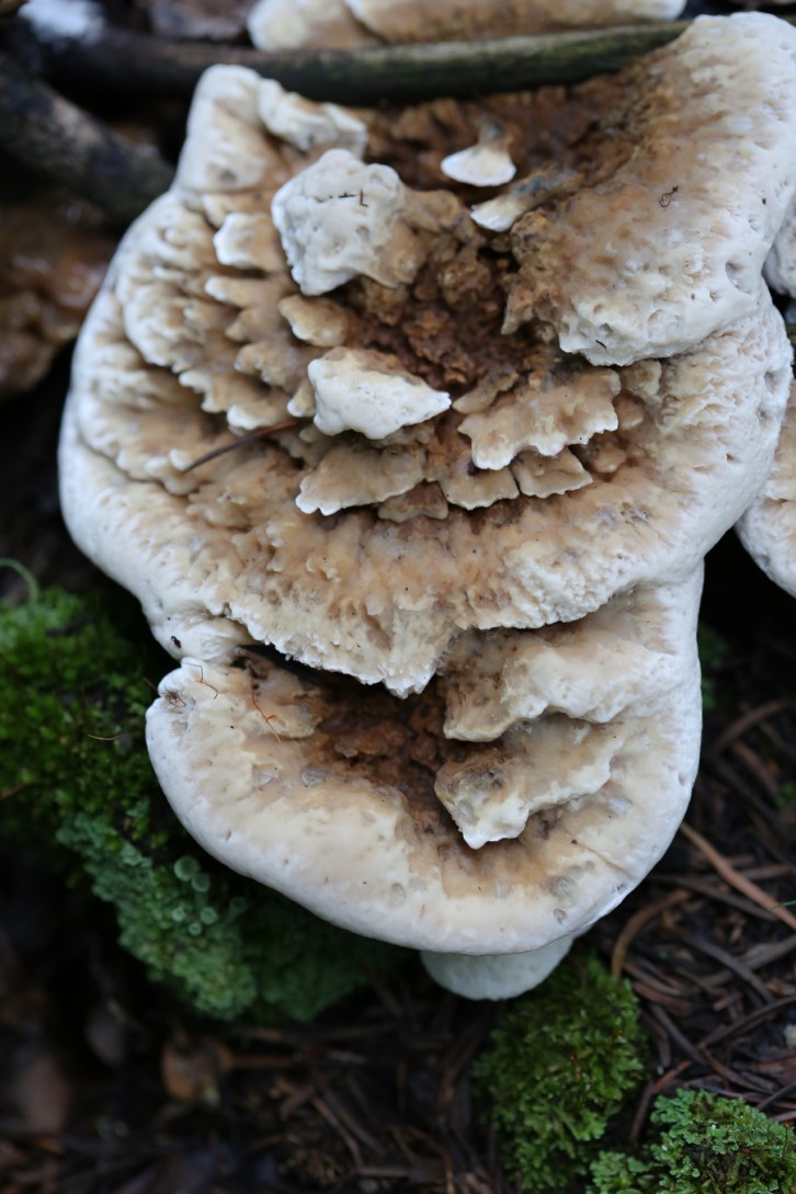Hall Valley and the North Fork South Platte - Gallery Macro Tall-7