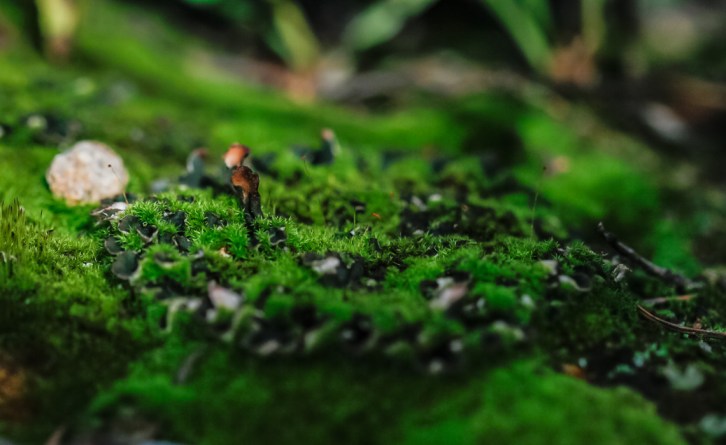 Hall Valley and the North Fork South Platte - Gallery Macros-1