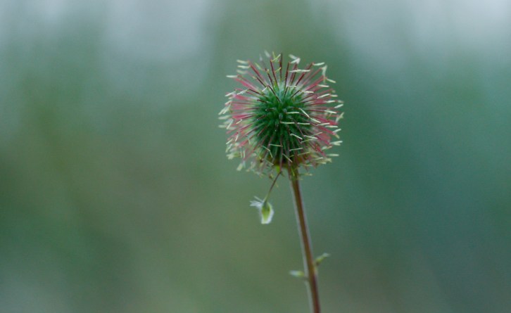 Hall Valley and the North Fork South Platte - Gallery Macros-16