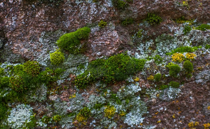 Hall Valley and the North Fork South Platte - Gallery Macros-17