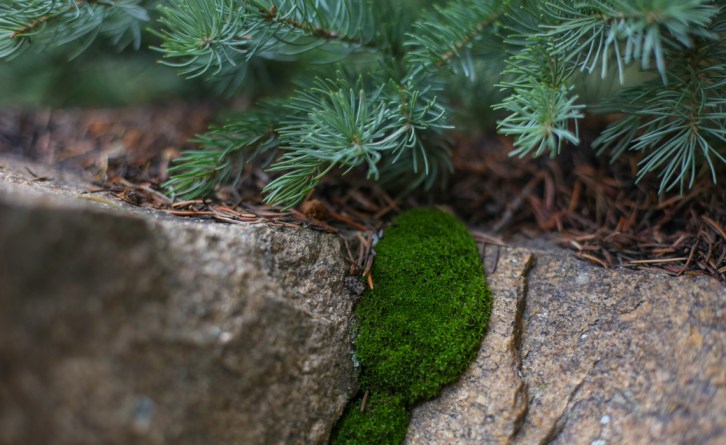 Hall Valley and the North Fork South Platte - Gallery Macros-18