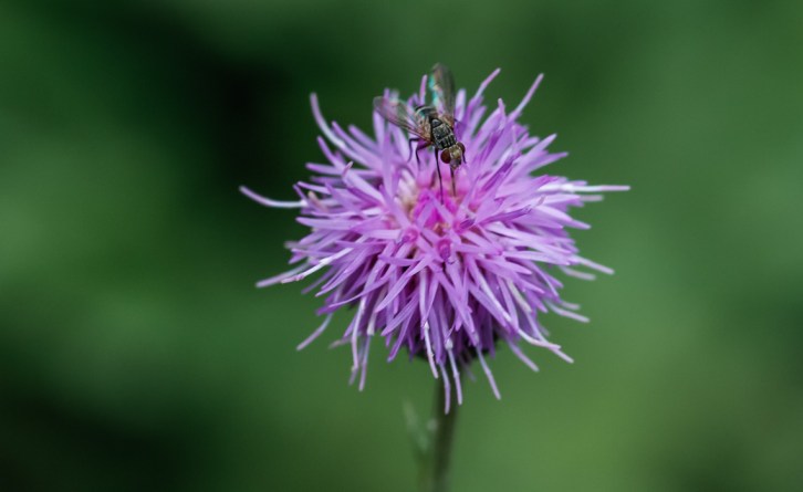 Hall Valley and the North Fork South Platte - Gallery Macros-3