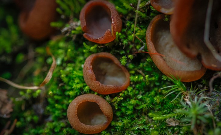 Hall Valley and the North Fork South Platte - Gallery Macros-5