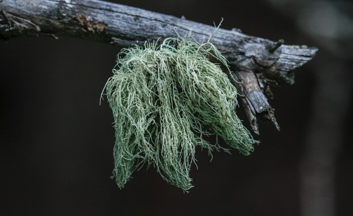 Hall Valley and the North Fork South Platte - Gallery Macros-8