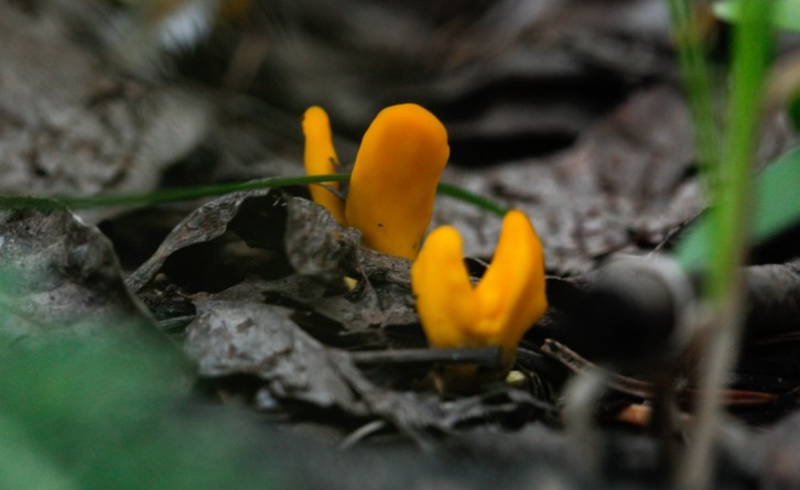 Hall Valley and the North Fork South Platte - Gallery Macros-9