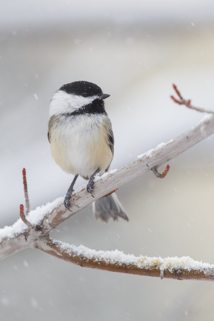 More Midwinter Birds-Tall-1