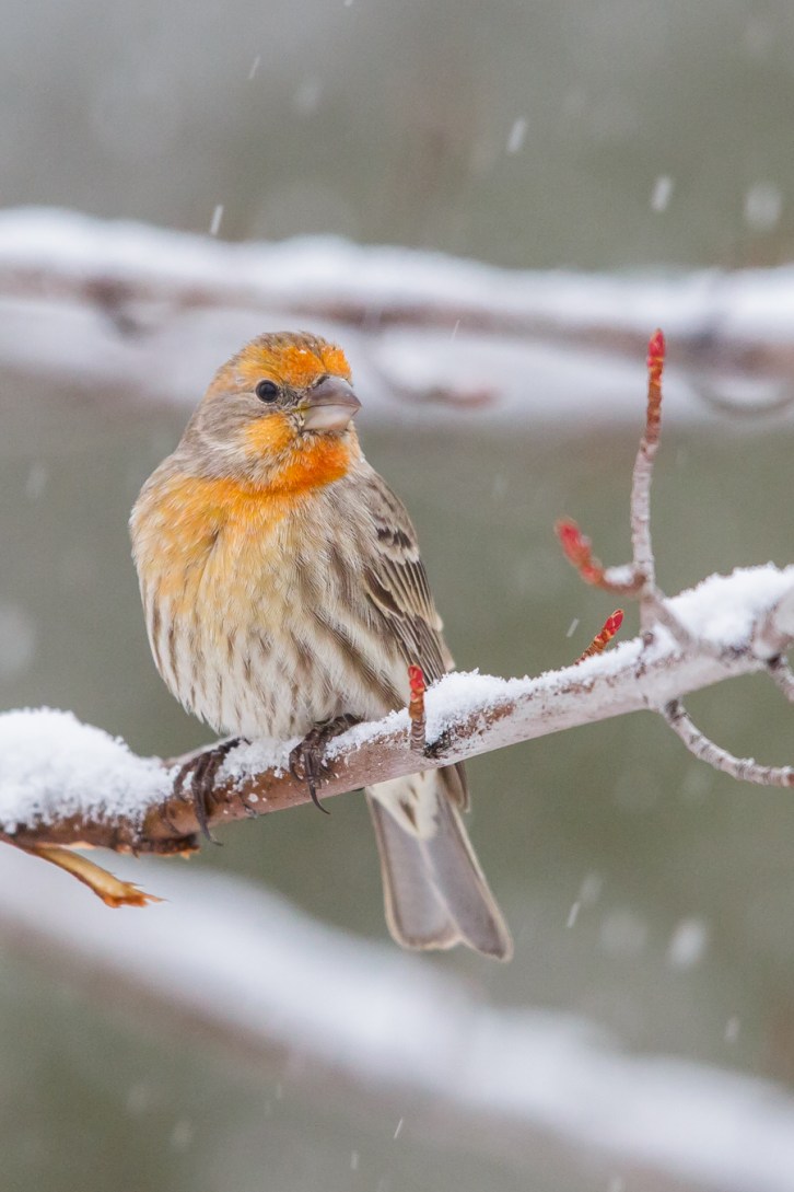 More Midwinter Birds-Tall-2