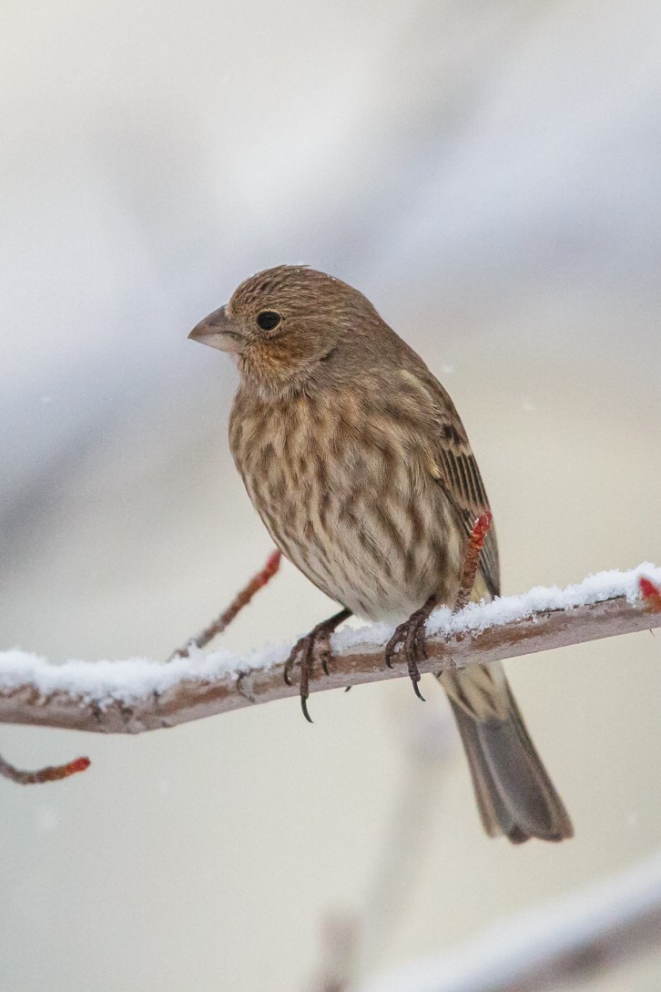 More Midwinter Birds-Tall-3