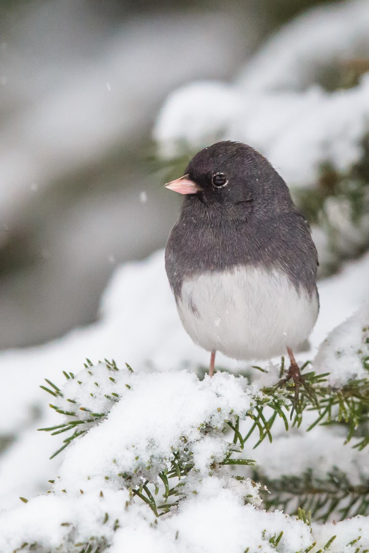 More Midwinter Birds-Tall-4