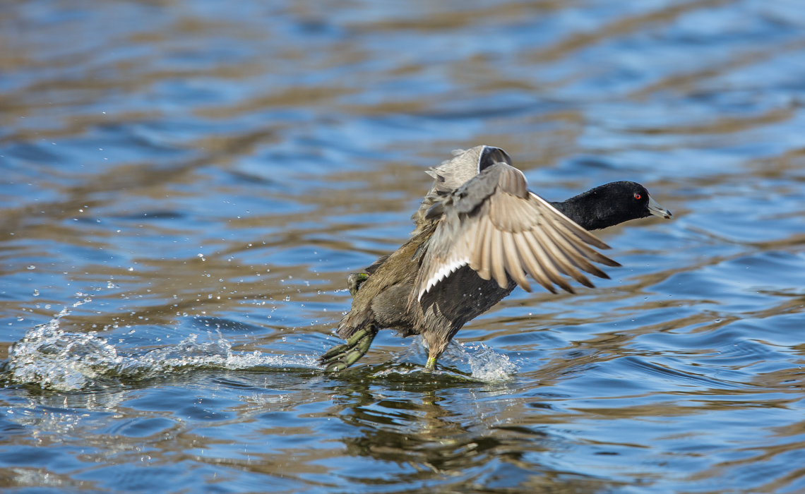 Water-Walking Coot