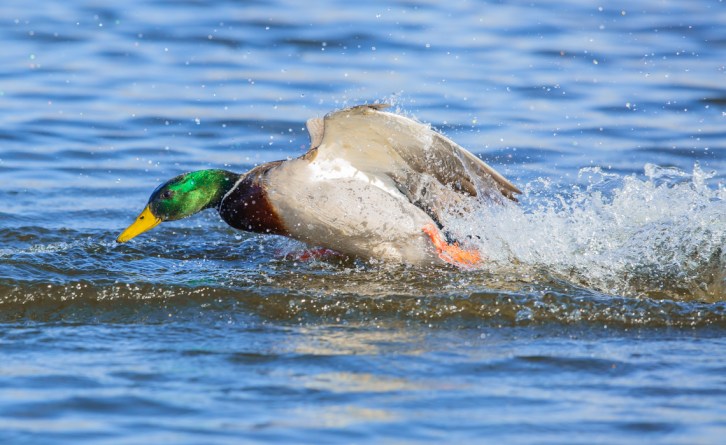 Mallard Chasing Rival